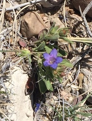 Penstemon dolius duchesnensis