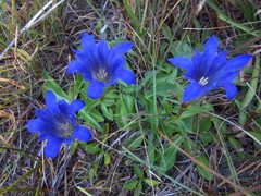 Gentiana newberryi newberryi