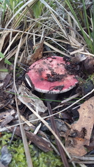Russula persanguinea