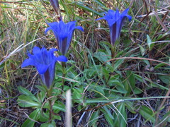 Gentiana newberryi newberryi