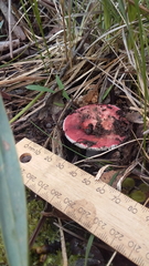 Russula persanguinea