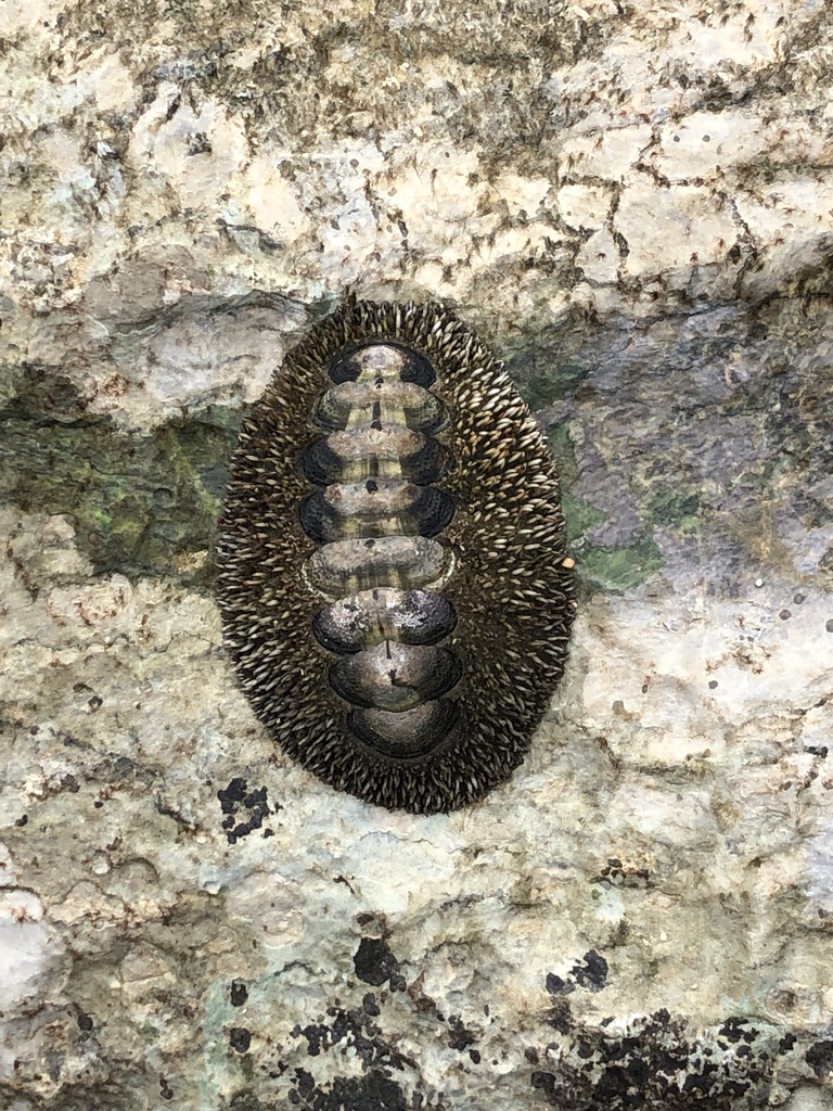 Jewelled Chiton