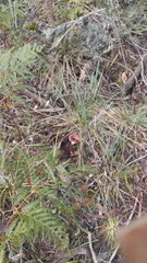 Russula persanguinea