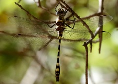 Macromia magnifica