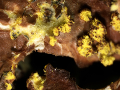 Pseudocyphellaria hawaiiensis