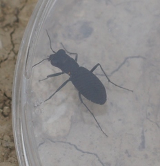 Dromochorus belfragei
