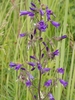 Siberian Bellflower - Photo (c) Masha, some rights reserved (CC BY-NC), uploaded by Masha
