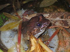 Limnonectes fujianensis