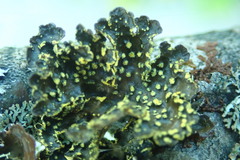 Pseudocyphellaria citrina