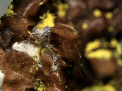 Pseudocyphellaria citrina