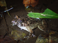 Quasipaa exilispinosa