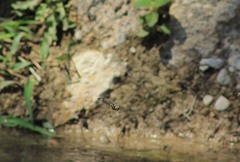 Macrothemis pseudimitans