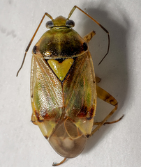Lygus pratensis