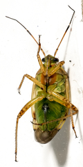 Lygus pratensis