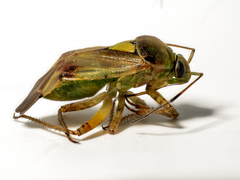 Lygus pratensis
