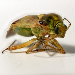 Lygus pratensis