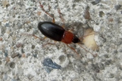 Calathus melanocephalus