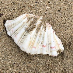 Hippopus hippopus