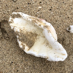 Hippopus hippopus
