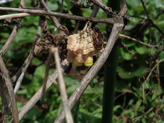 Polistes nipponensis
