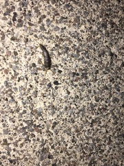 Lepisma