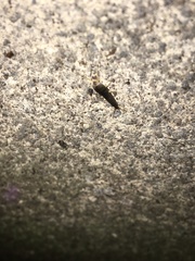Lepisma