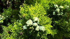 Cupressaceae