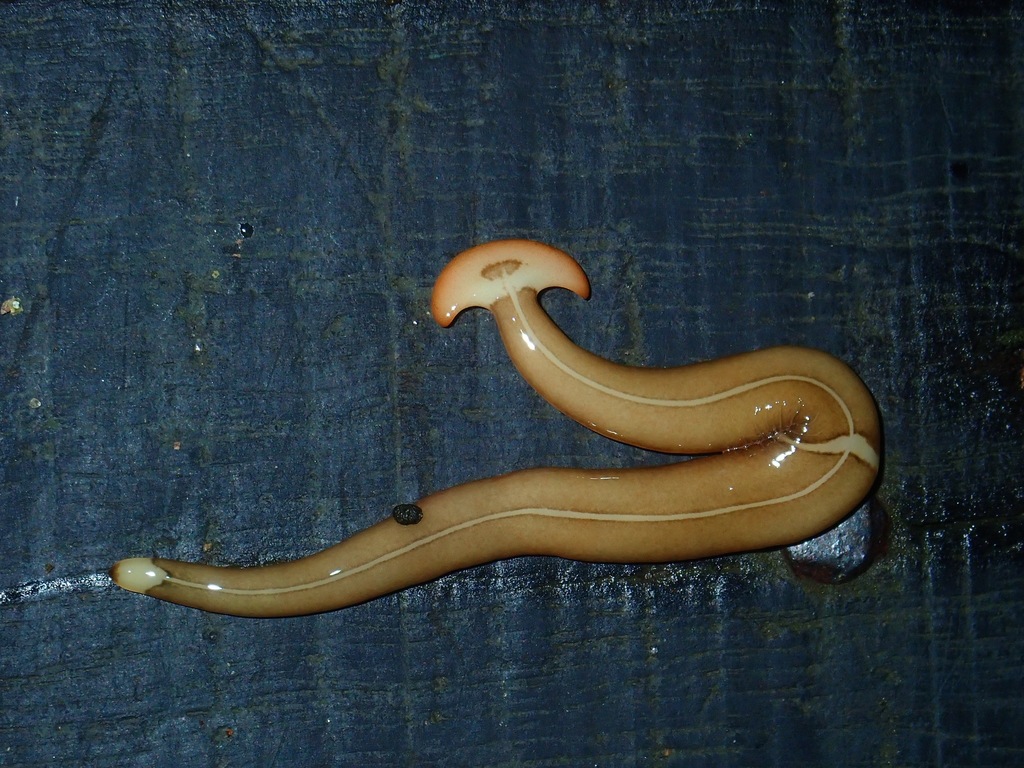 Diversibipalium cephalolacteum