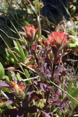 Castilleja latifolia
