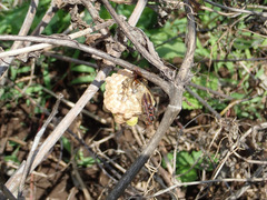 Polistes nipponensis