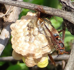 Polistes nipponensis