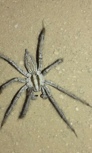 Desert Grass Spider