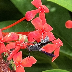 Allorhynchium argentatum