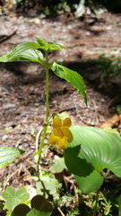 Erythranthe dentata