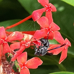 Allorhynchium argentatum