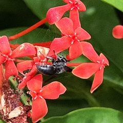 Allorhynchium argentatum
