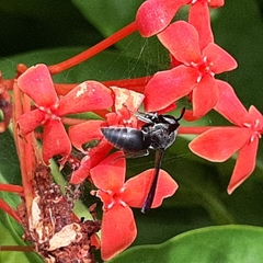 Allorhynchium argentatum