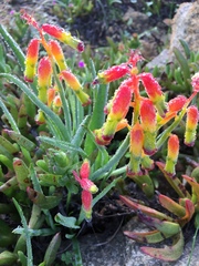 Lachenalia quadricolor