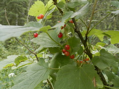 Ribes spicatum hispidulum