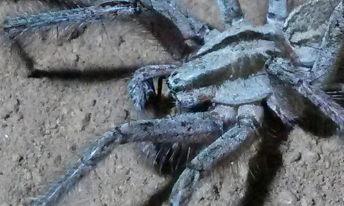 Desert Grass Spider