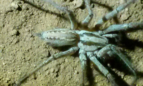Desert Grass Spider