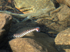 Trimerodytes aequifasciatus