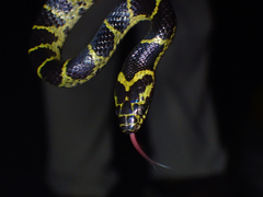 Lycodon flavozonatus