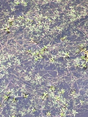Crassula helmsii