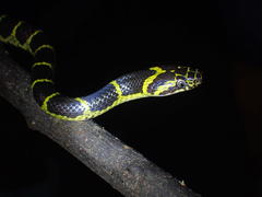 Lycodon flavozonatus