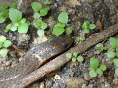 Calamaria septentrionalis