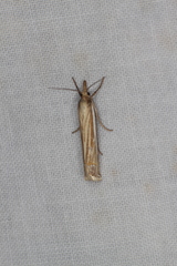 Crambus laqueatellus
