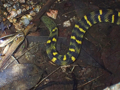 Opisthotropis cheni