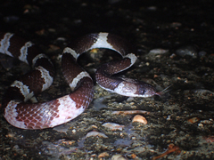 Lycodon futsingensis