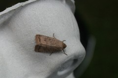 Hoplodrina octogenaria